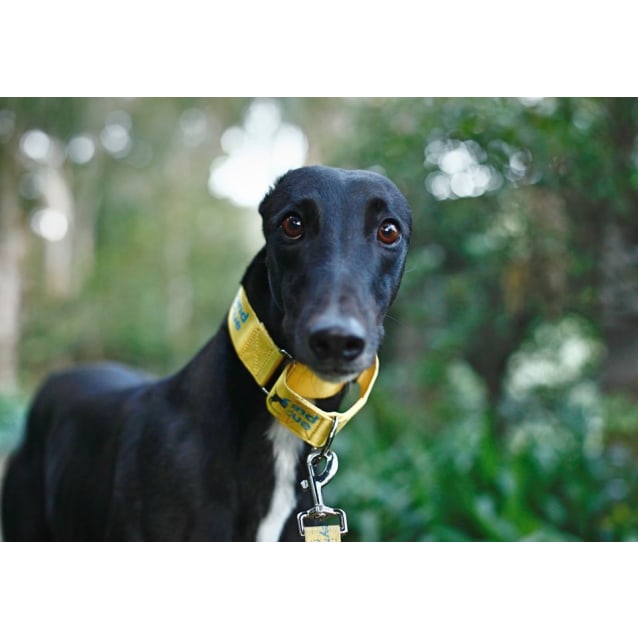 Darragh Large Male Greyhound Dog In Act Petrescue