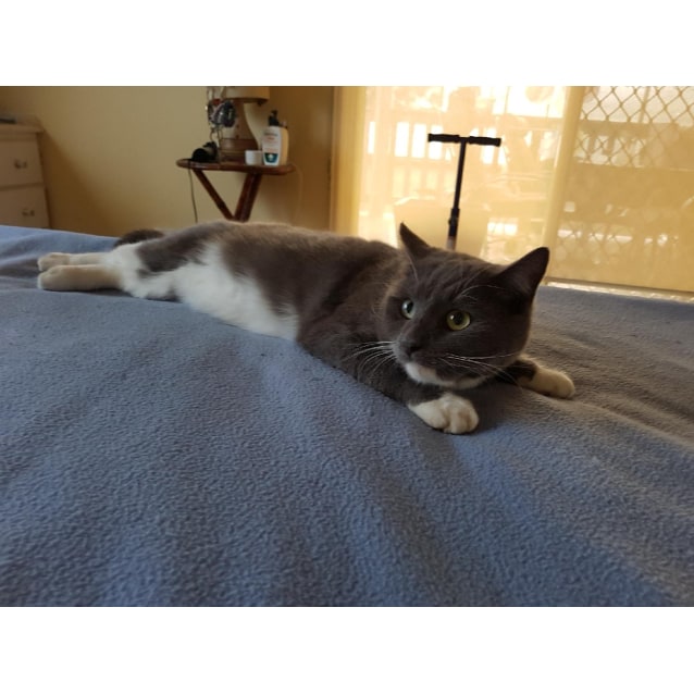Alfie Male Russian Blue Mix Cat In Vic Petrescue