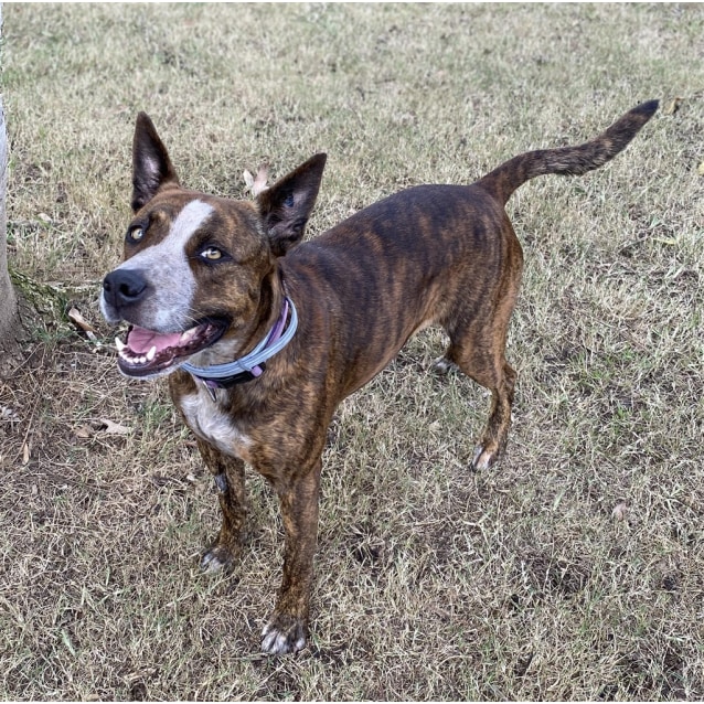 Lara Medium Female Australian Cattle Dog x American Staffordshire Bull Terrier Mix Dog in QLD