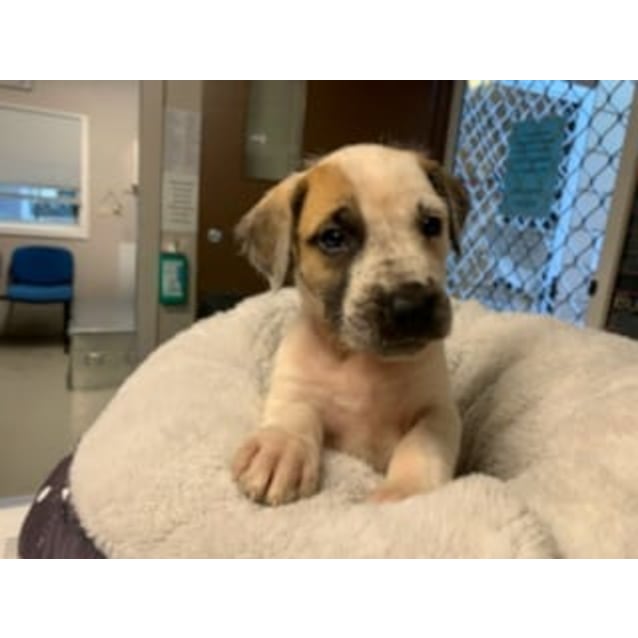 great dane x staghound