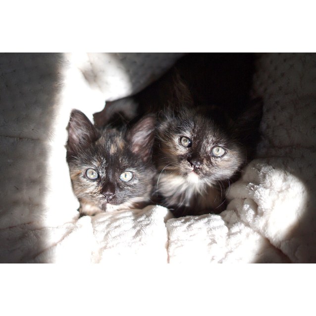 Nutmeg Saffron Pending Adoption Female Domestic Medium Hair Cat In Nsw Petrescue