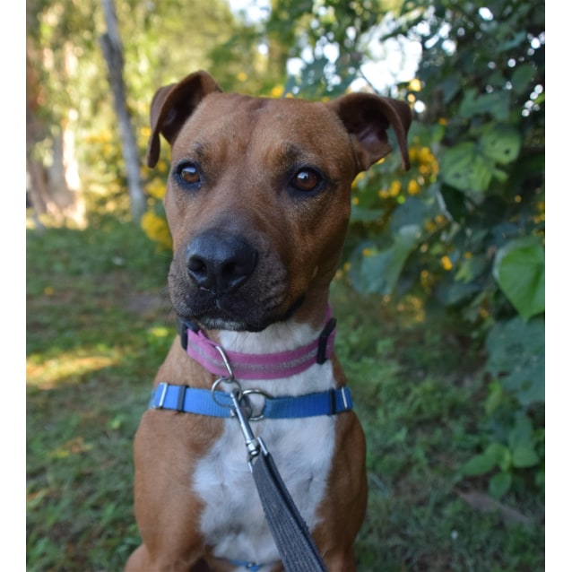 rhodesian ridgeback bull terrier mix
