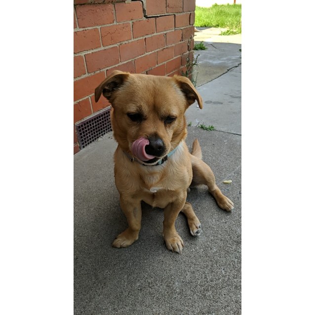 steiff dicky 1930 replica