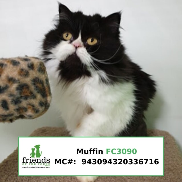 Muffin Female Persian Cat In NSW PetRescue