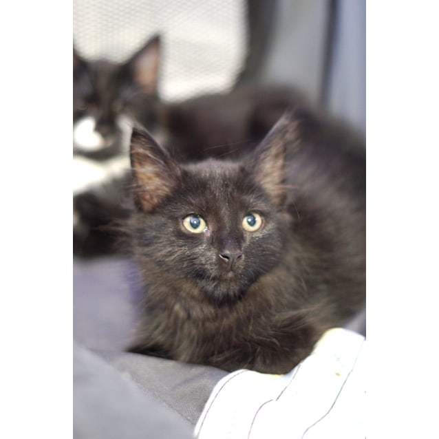 Basil 12 Week Old Male Kitten On Trial 8 5 20 Male Domestic Medium Hair Cat In Nsw Petrescue