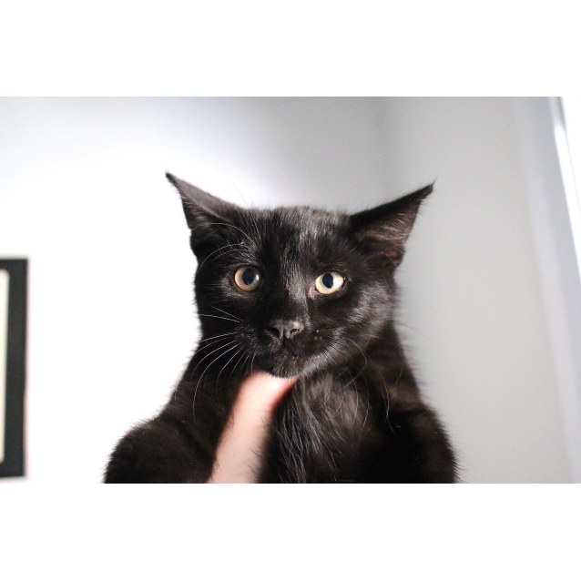 5 week old black kitten