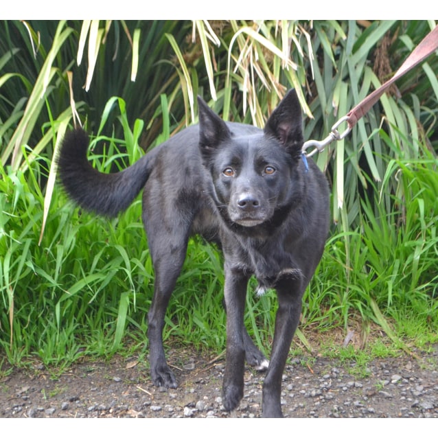 Chloe Medium Female Kelpie x Border Collie Mix Dog in VIC PetRescue