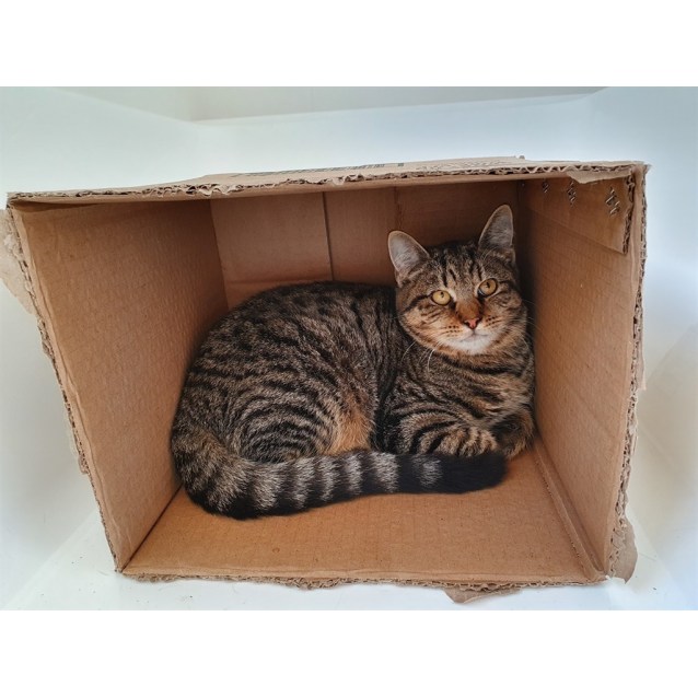 Curious George Male Domestic Short Hair Mix Cat In Wa Petrescue