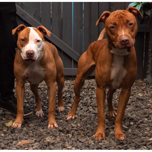 Buddy And Stash Medium Male Amstaff Mix Dog In Nsw Petrescue