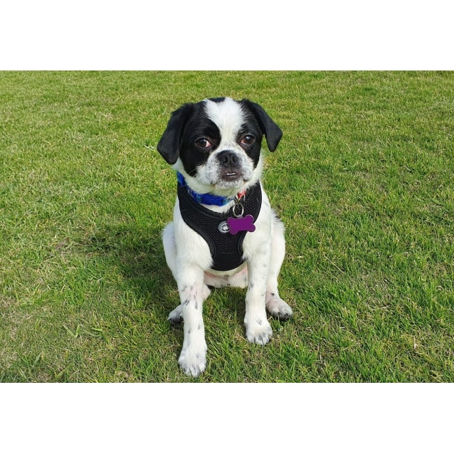 Pedro Rohirrim Small Male Pug Mix Dog In Vic Petrescue