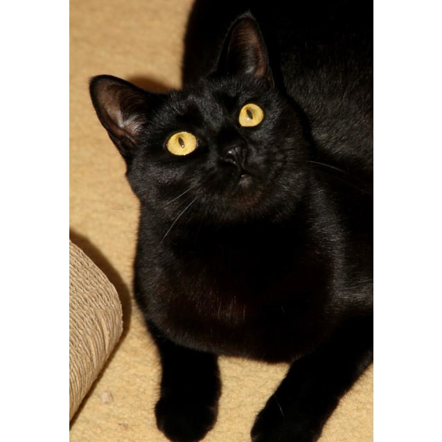 Smooch - Female Domestic Short Hair Cat in QLD - PetRescue
