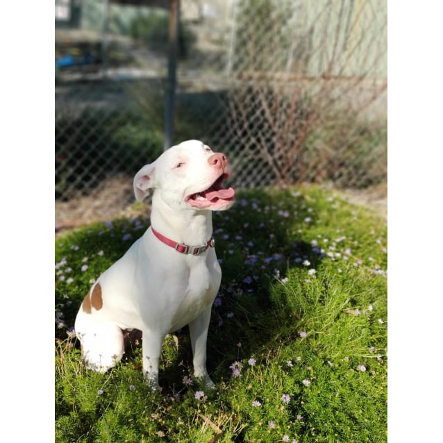 Freda Medium Female American Staffordshire Terrier Mix Dog In Vic Petrescue