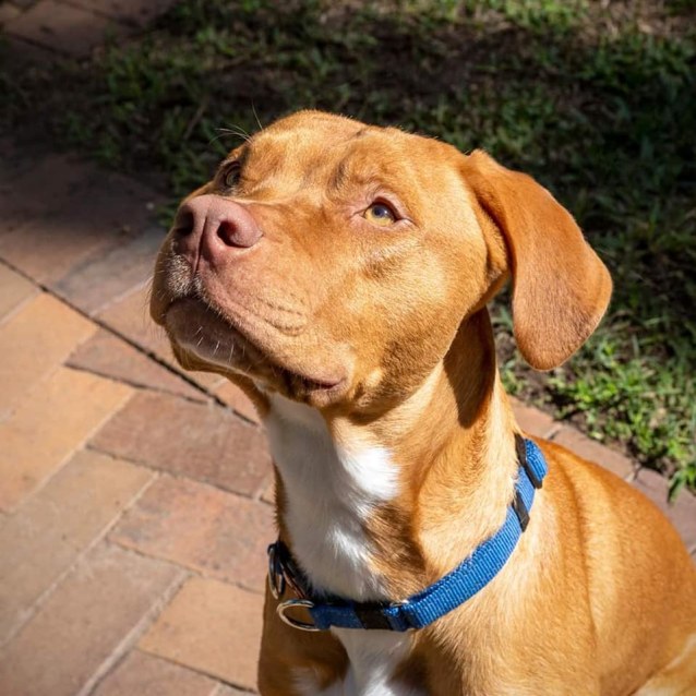 Arabic Ridgeback Koda - Medium Male Bull Arab x Rhodesian Ridgeback Mix Dog in QLD ...