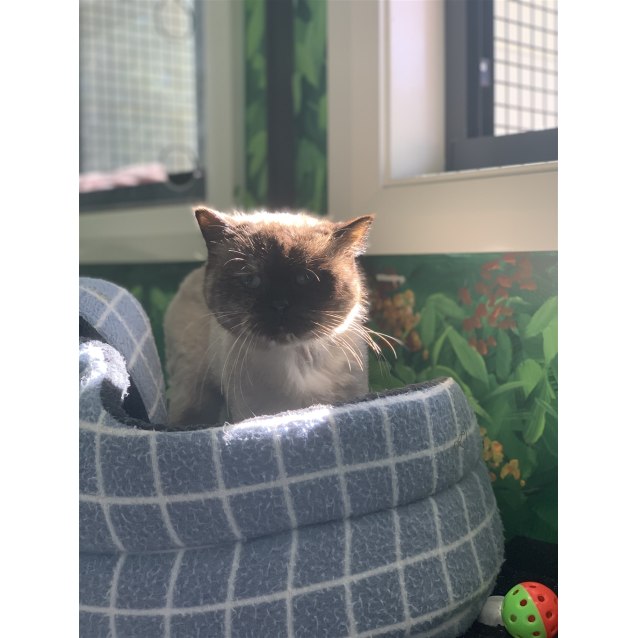 Annie Female Persian Mix Cat In Nsw Petrescue