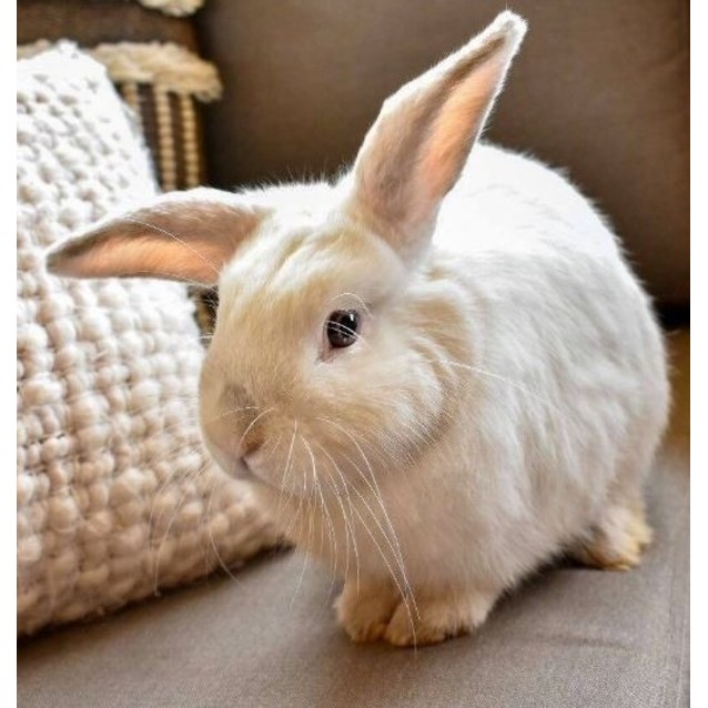 Coco Male Bunny Rabbit in WA PetRescue