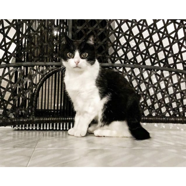 Tickles Female Domestic Short Hair Mix Cat In Wa Petrescue