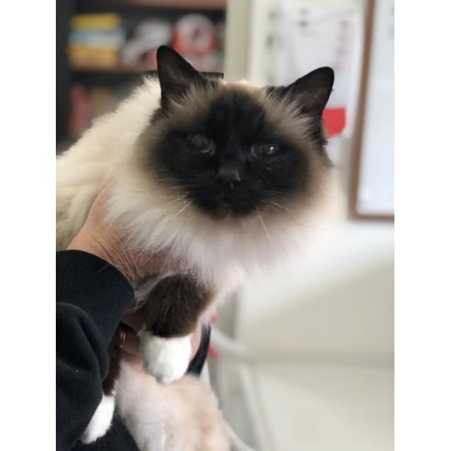 Coco Female Birman Cat in TAS PetRescue