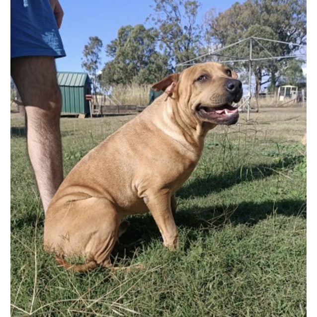 Beau - Medium Male Rhodesian Ridgeback x Shar-Pei Mix Dog in QLD ...