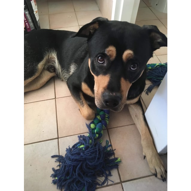 Chayse Db551 Large Male Kelpie X German Shepherd Mix Dog In Wa Petrescue