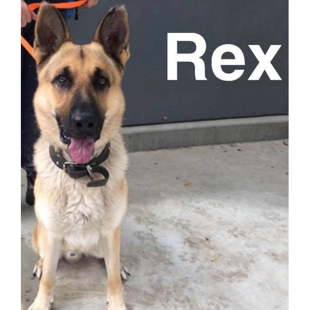 Rex Medium Male German Shepherd Dog In Nsw Petrescue