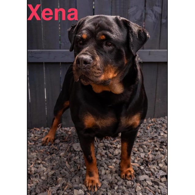 Xena Large Female Rottweiler Dog In Nsw Petrescue
