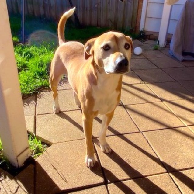 boston terrier australian cattle dog mix