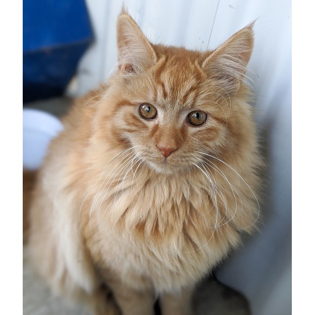 Crookshanks Male Domestic Medium Hair Cat in NSW PetRescue