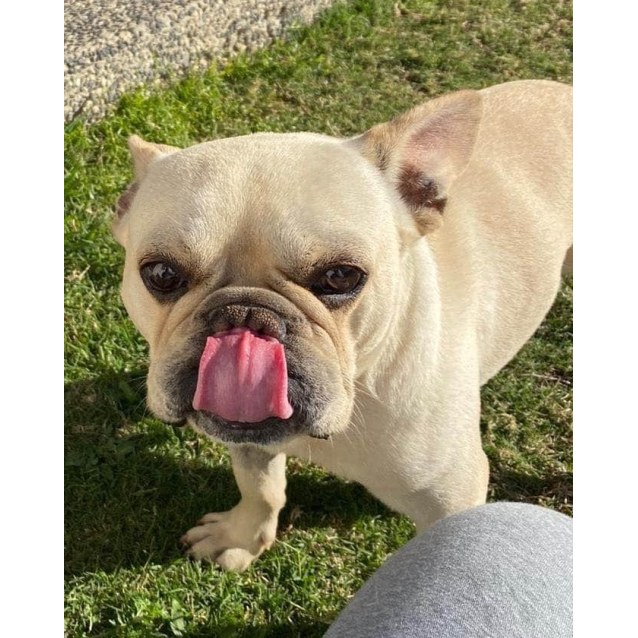 Kovu Small Male French Bulldog Dog In Qld Petrescue