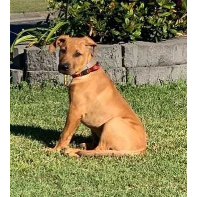 Albums 97+ Images black mouth cur and rhodesian ridgeback mix Latest