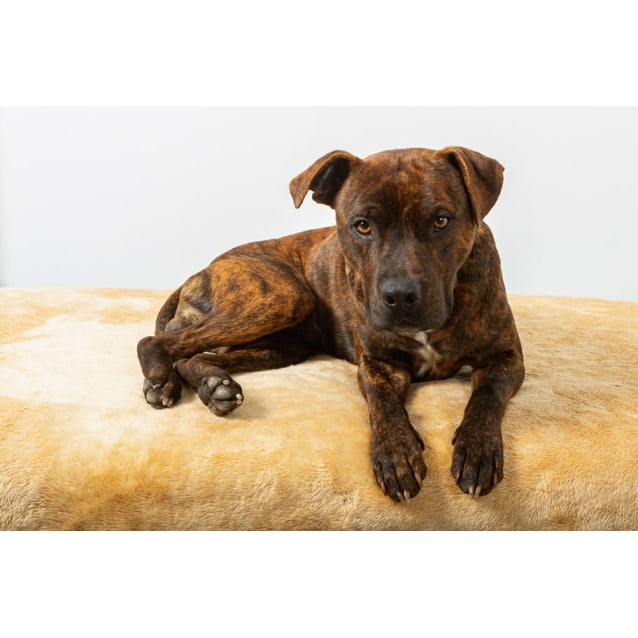 brindle staffy teddy