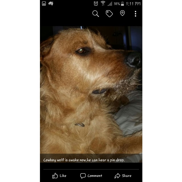 Cowboy Large Male Wolfhound Mix Dog In Nsw Petrescue