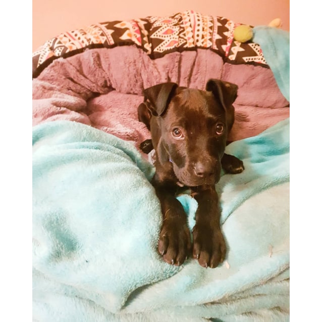 Edamame - Medium Male Mini Pinscher x Australian Cattle ...