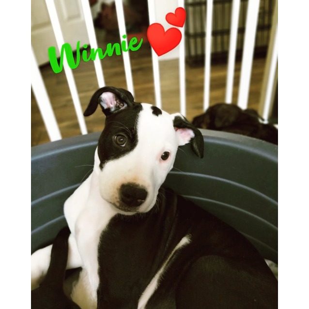 Winnie Wolfhound X On Trial 26 09 20 Large Female Wolfhound X Bull Arab X American Bulldog Dog In Nsw Petrescue