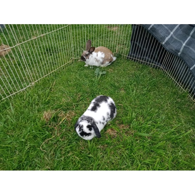 flemish giant mini lop mix
