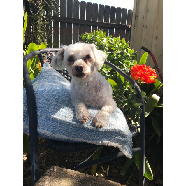 Simba Small Male Maltese Dog In Nsw Petrescue