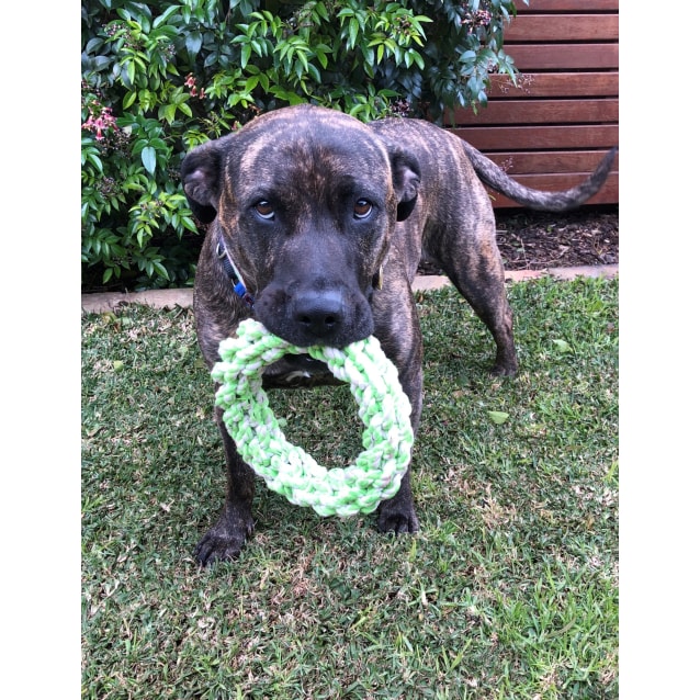 Tessa Large Female Staffordshire Bull Terrier X Bullmastiff Mix Dog In Vic Petrescue