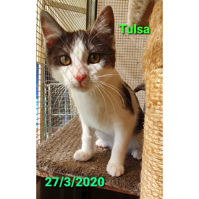 Tulsa Male Domestic Short Hair Cat In Vic Petrescue