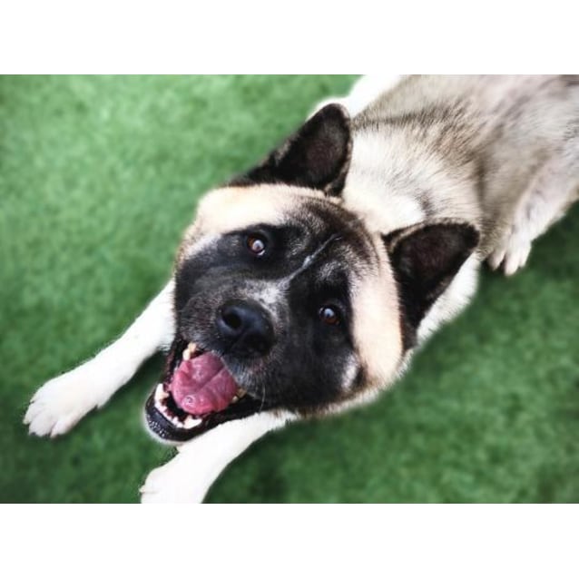 Midnight - Large Male American Akita Dog in VIC - PetRescue