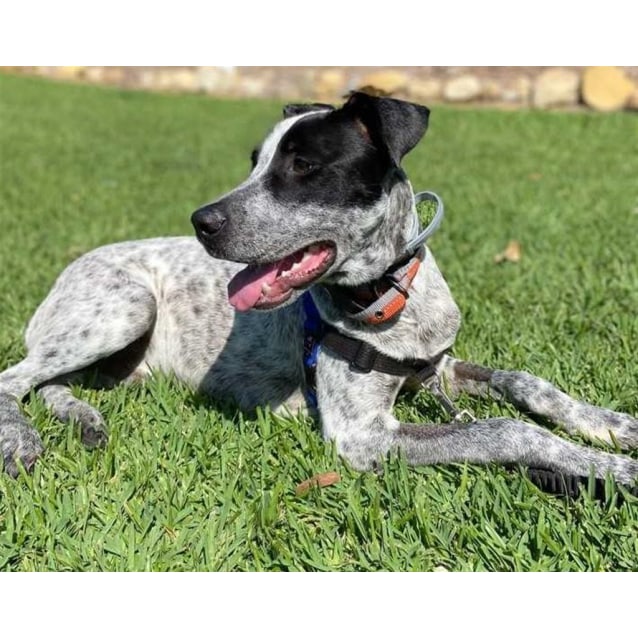 All 26+ Pictures australian cattle dog and labrador retriever mix Superb All 26+ Pictures australian cattle dog and labrador retriever mix Superb