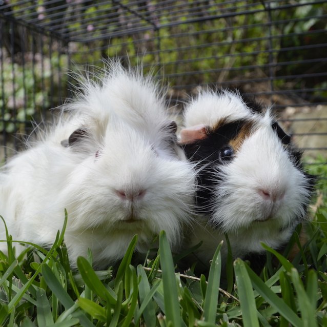 Abra and Kadabra - Female Medium-hair Abyssinian Guinea