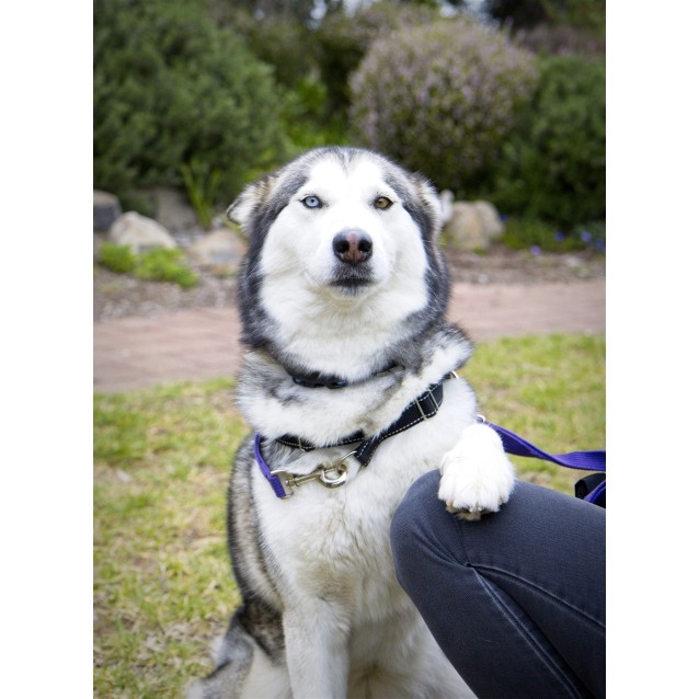 Willow Medium Female Siberian Husky X Mix Dog In Sa Petrescue