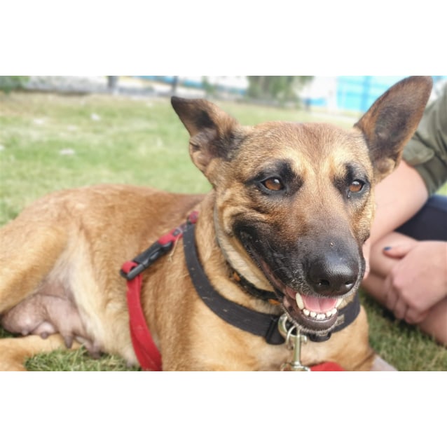 Mizzy Medium Female German Shepherd x English Staffordshire Bull Terrier Mix Dog in QLD