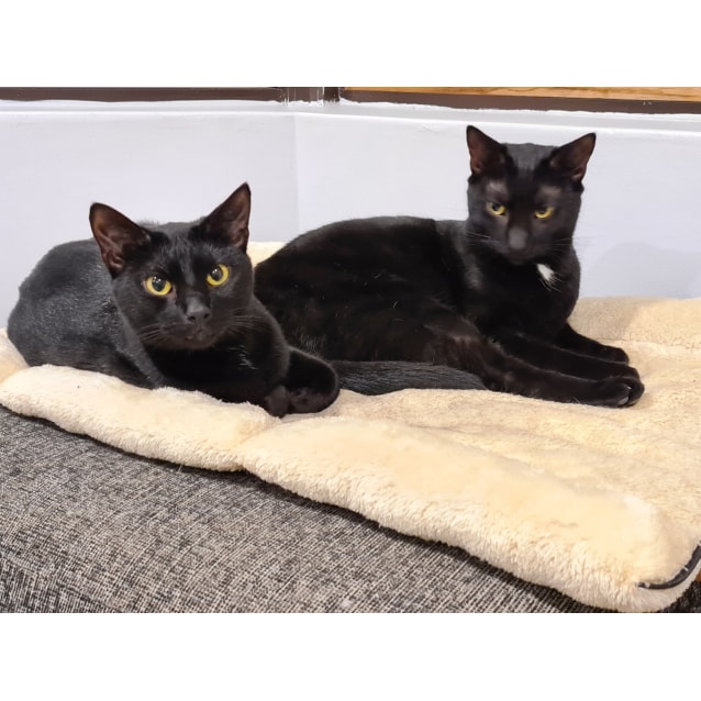 petstock cat enclosure