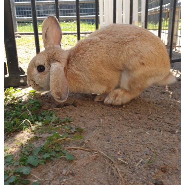 Caramel Female Rabbit in NSW PetRescue