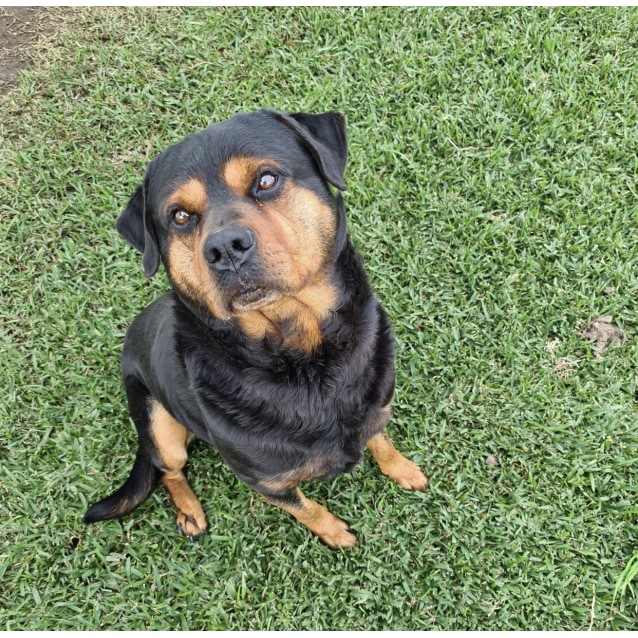 rottweiler teddy bear