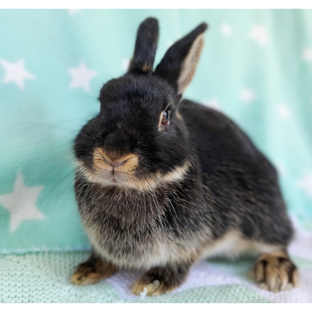 Where Can I Donate My Pet Rabbit