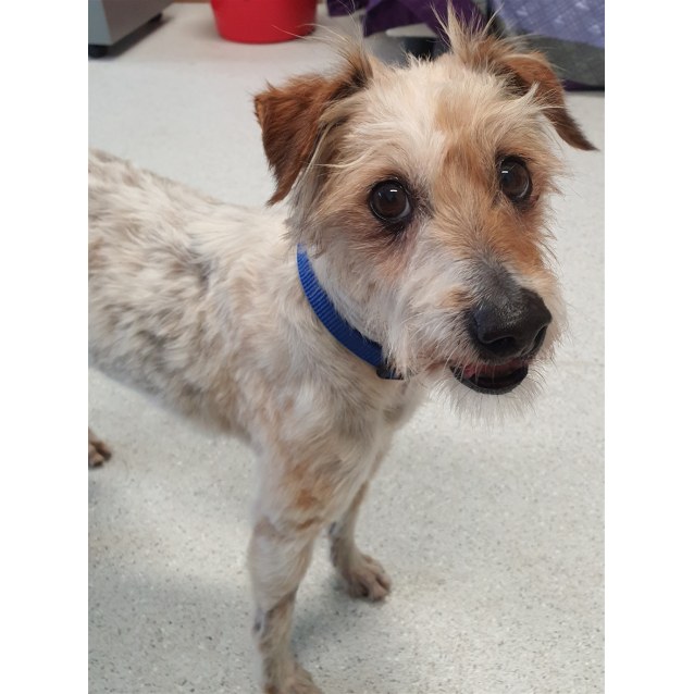 Scruffy Small Male Miniature Fox Terrier x Poodle Toy Mix Dog in QLD