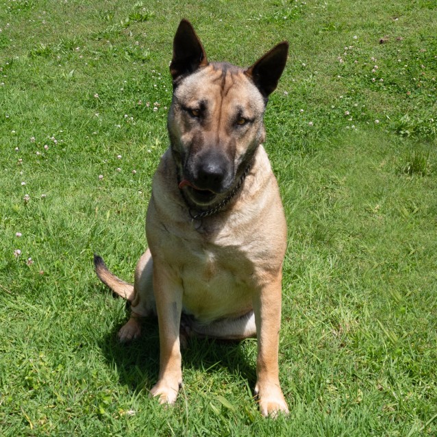 Ruby Medium Female Shar Pei Mix Dog In Nsw Petrescue