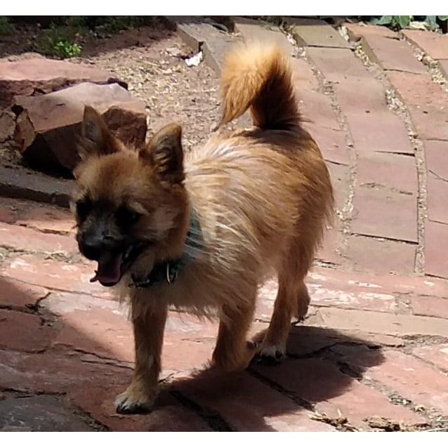 Bear Small Female Pomeranian Mix Dog In Nsw Petrescue