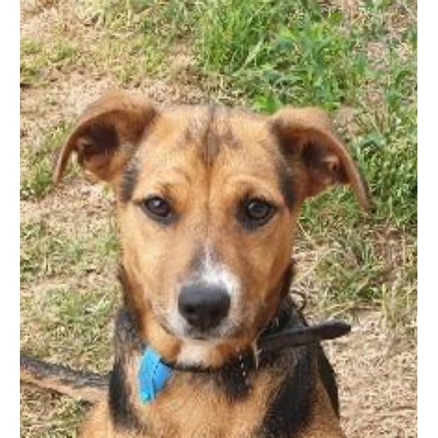 Roxy - Small Female Jack Russell Terrier x Red Heeler Mix Dog in WA ...